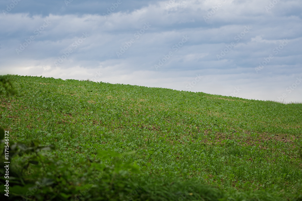 Green field on a hill. Sky and ground minimal landscape. Green field on a hill. Sky and ground minimal landscape.