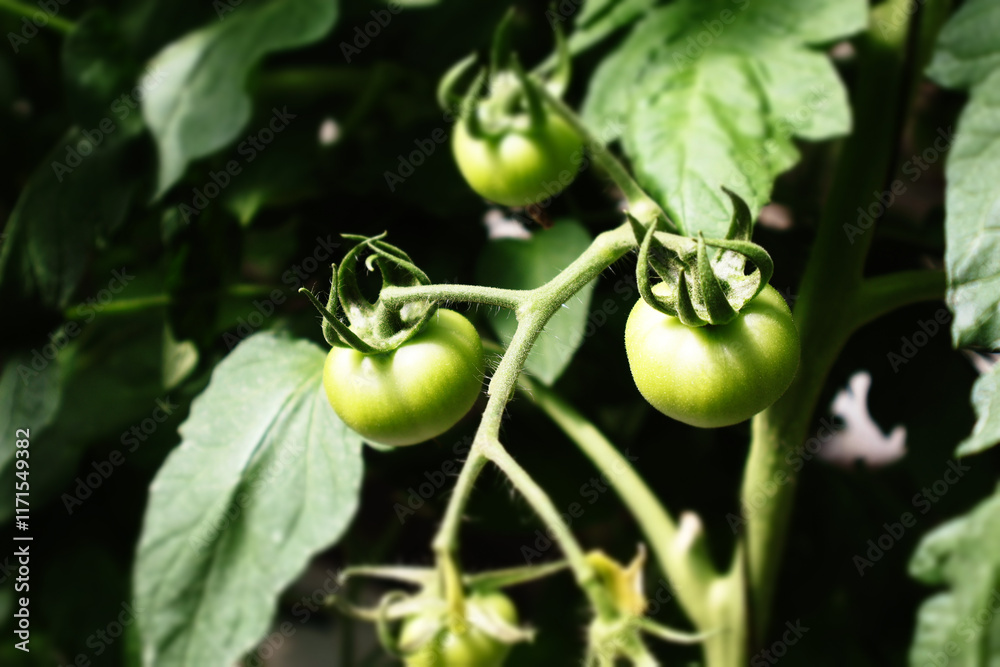 tomates verdes tomates verdes
