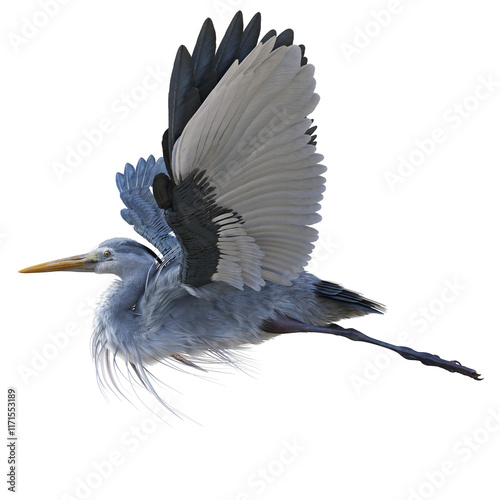 A great blue heron bird, Ardea herodias, flying as seen from the side. 3D illustration on transparent background. 
