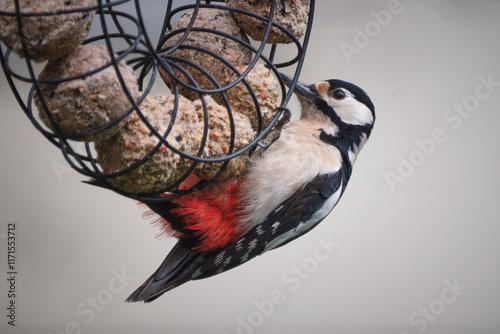 Buntspecht ( Dendrocopos major ) an der Fütterung. photo