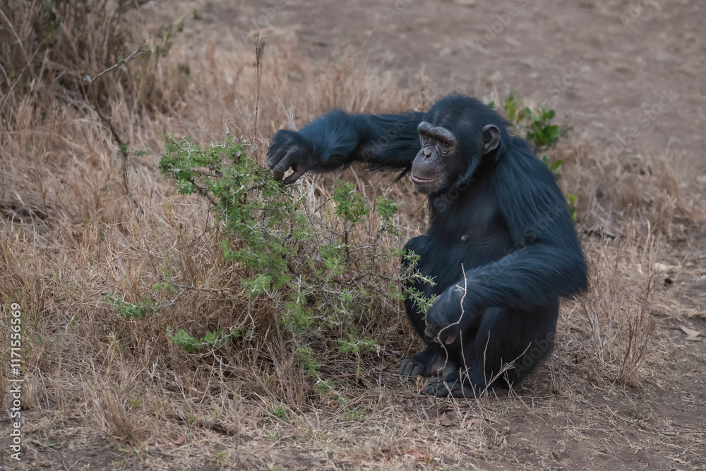 Chimpanzees in the last freedom? Chimpanzees in the last freedom?