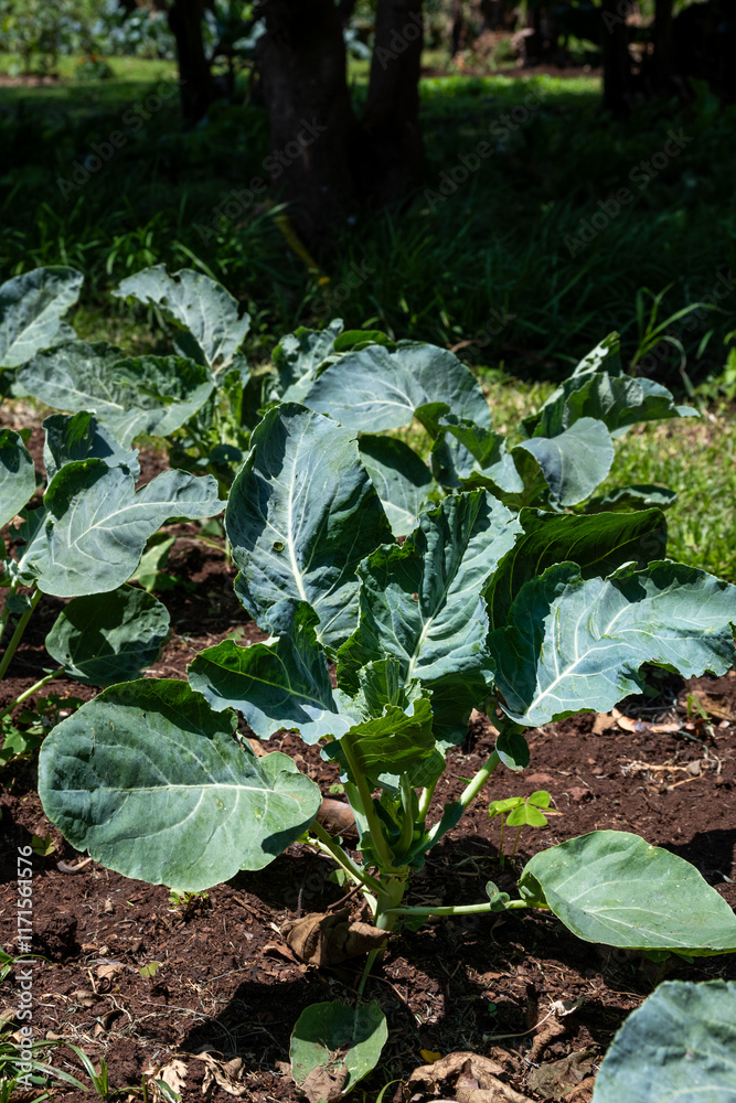 Row of Collard Greens plants in a row in rich soil growing on a community farm, healthy vegetable full of nutrition, agriculture and food production, Lewa, Kenya, Africa
Row of Collard Greens plants in a row in rich soil growing on a community farm, healthy vegetable full of nutrition, agriculture and food production, Lewa, Kenya, Africa