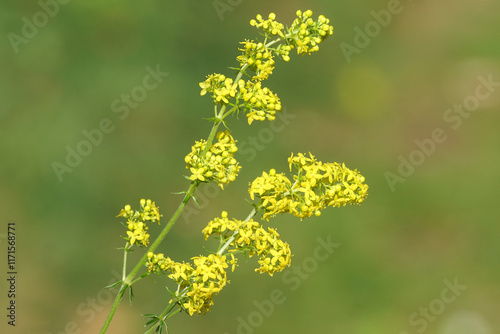 Closeup yellow flowers of lady's bedstraw, yellow bedstraw (Galium verum) in a Dutch garden. Family Rubiaceae. Summer, August, Netherlands