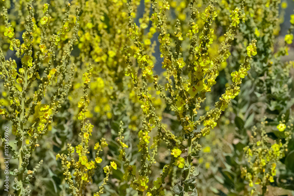 photos of natural flowers growing in the countryside photos of natural flowers growing in the countryside