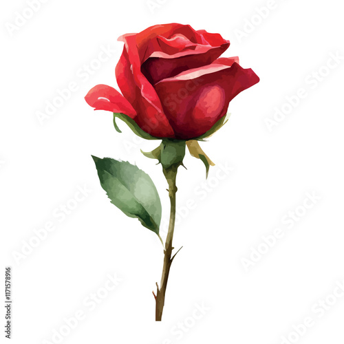 Watercolor roses flowers, symbol of love, wedding, purity, vector illustration.
