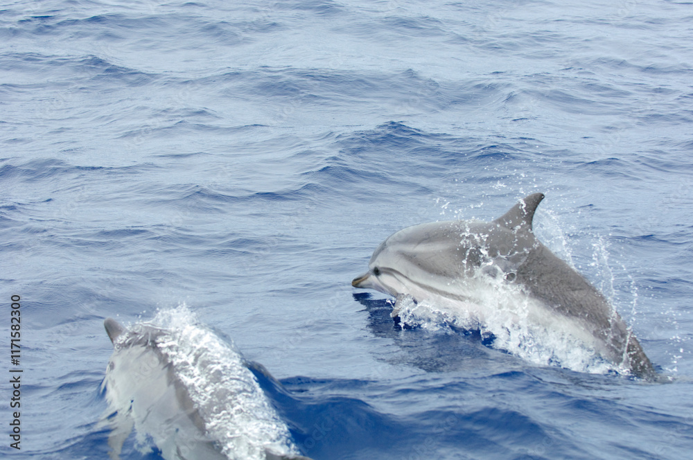 Fototapeta premium dolphin jumping out of water