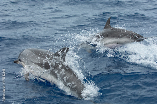 dolphin jumping out of water