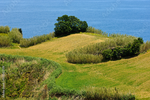 landscape with grass