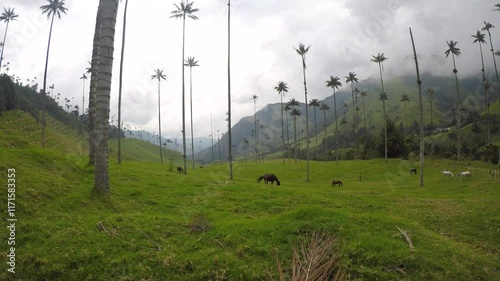 A wide shot of horses grazing on lush green grass below tall palm trees in the Cocora Valley, Colombia