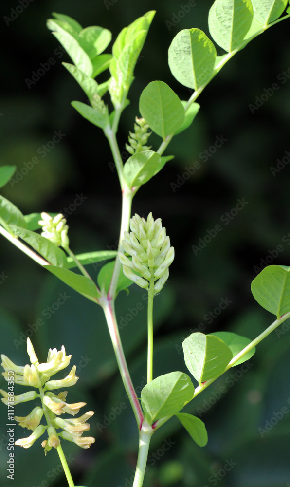 Naklejka premium Astragalus (Astragalus glycyphyllos) grows in nature
