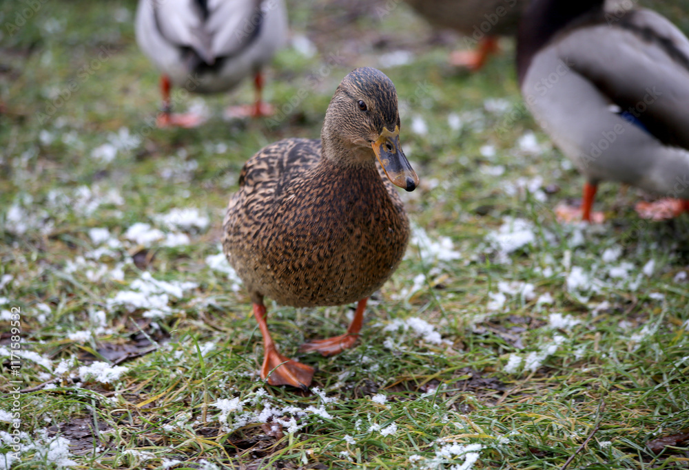 A duck walks on the green grass covered with snow. A duck walks on the green grass covered with snow.