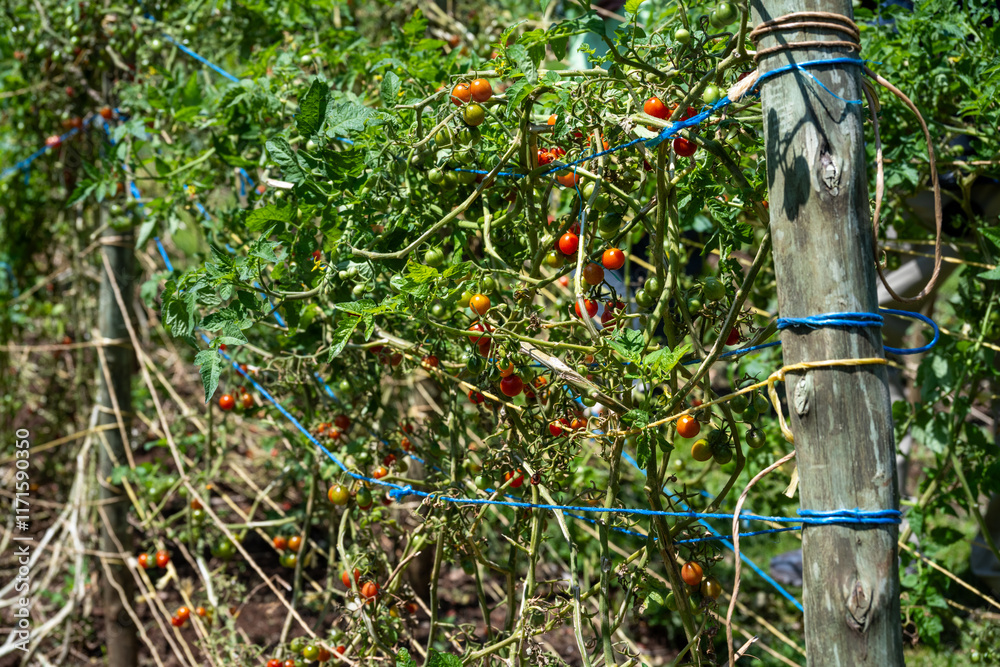 Tomato plants growing in rows on plant supports, agriculture production on a community farm, Lewa, Kenya, Africa
Tomato plants growing in rows on plant supports, agriculture production on a community farm, Lewa, Kenya, Africa