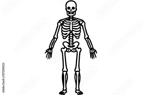 Human Skeleton Line Art Vector Illustration - SVG Graphic for Medical and Anatomy Designs