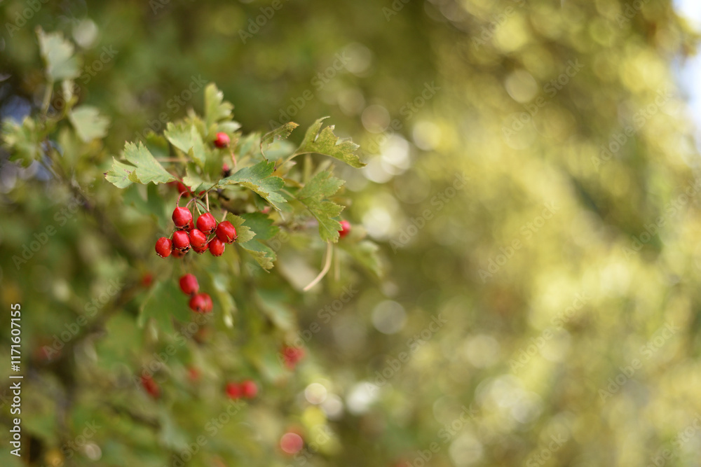 Obraz premium Crataegus. autumn forest red berries on a branch. Close-up of ripe winter fruits of red hawthorn with natural background. bokeh, place for text. hawthorn bush, berries in medicine, cosmetology