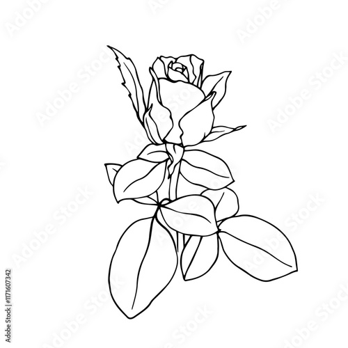 Line sketch, rose flower outline. Simple botanical elements. Vector graphics.