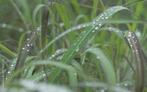 Gota de Orvalho photo