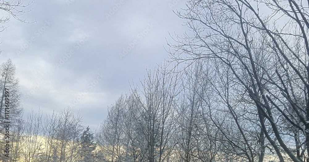 A serene winter landscape with bare trees under a cloudy sky, showcasing the beauty of nature in the colder months. Ideal for nature and outdoor enthusiasts. A serene winter landscape with bare trees under a cloudy sky, showcasing the beauty of nature in the colder months. Ideal for nature and outdoor enthusiasts.