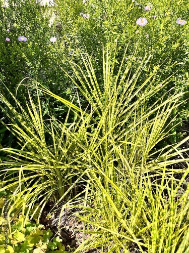 Miscanthus sinensis Gold Bar. An ornamental cereal with narrow striped leaves. Flower background photo