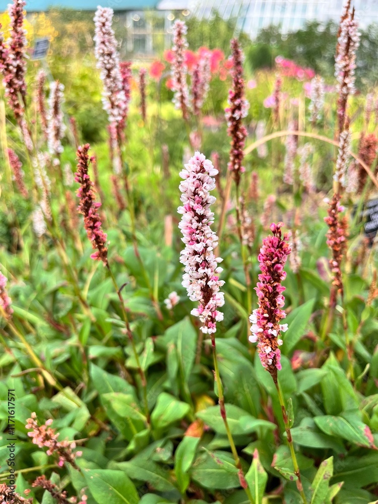 Polygonum affine. An ornamental plant. A creeping perennial with delicate pink and bright burgundy flowers. Flower backgrounds Polygonum affine. An ornamental plant. A creeping perennial with delicate pink and bright burgundy flowers. Flower backgrounds