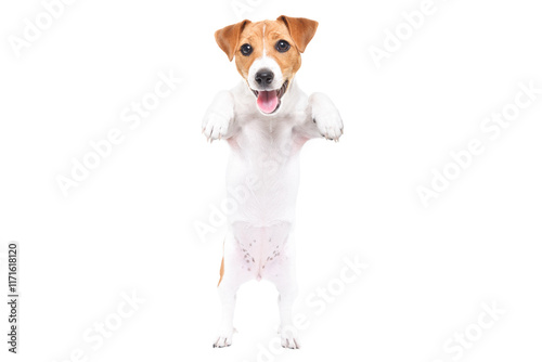 Adorable Jack Russell Terrier puppy standing on hind legs isolated on white background