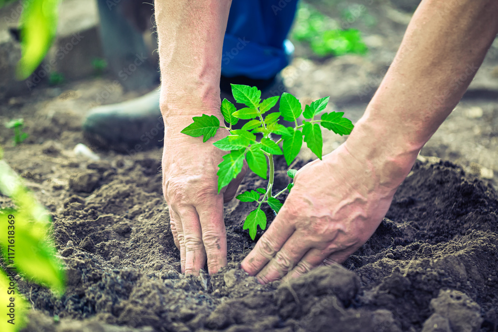Naklejka premium Old senior male hands planting the tomato seedling into the soil in greenhouse farm. Agriculture and gardening concept.