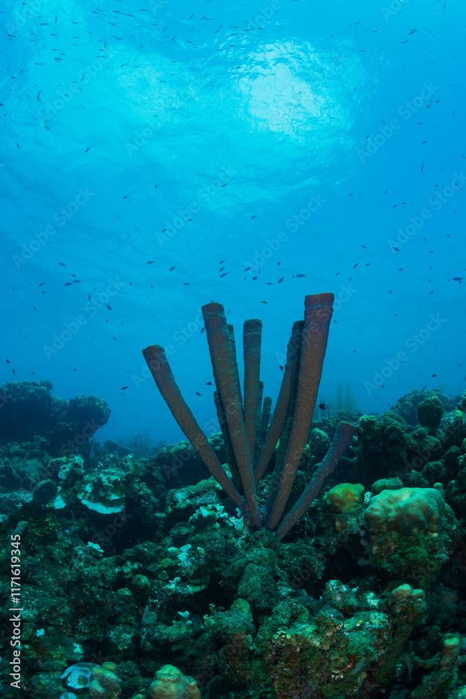 Fototapeta premium Tube Sponges