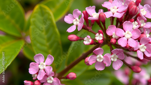 Sheep-laurel blooming in North America .Close-up of pink kalmia angustifolia photo