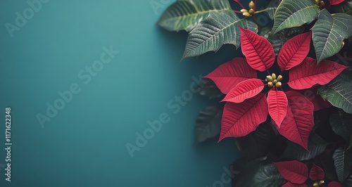 Bright red poinsettia flowers against a solid teal background for festive dec...