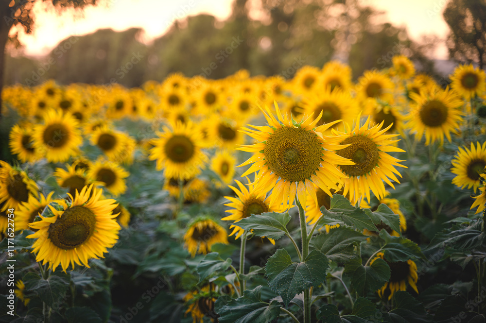 Fototapeta premium Bloomed sunflowers cultivated in the agriculture farm. Used selective focus.
