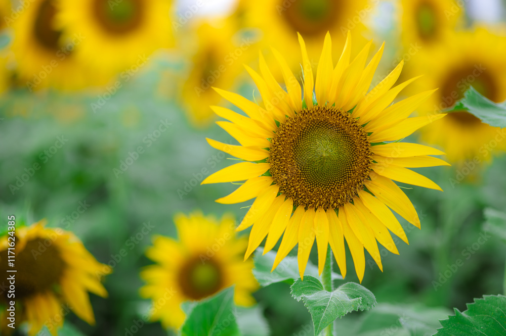 One sunflower in full bloomed in the farm field. One sunflower in full bloomed in the farm field.