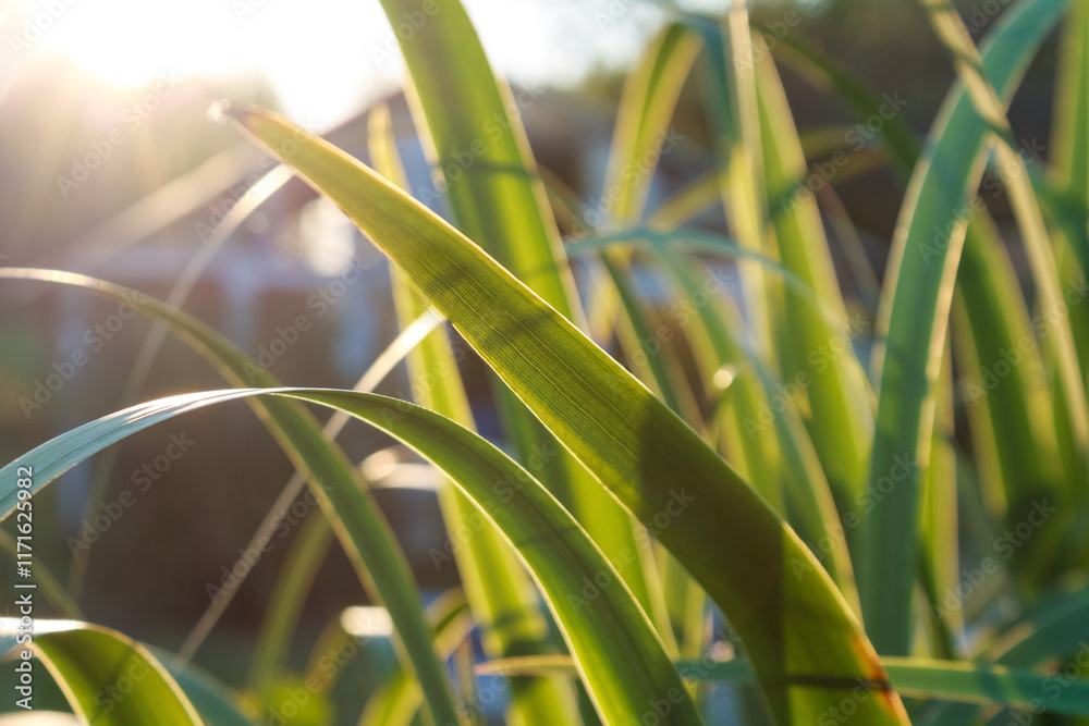 Green sprout on a natural background, illuminated by sunlight. Symbol of growth, life and ecological harmony