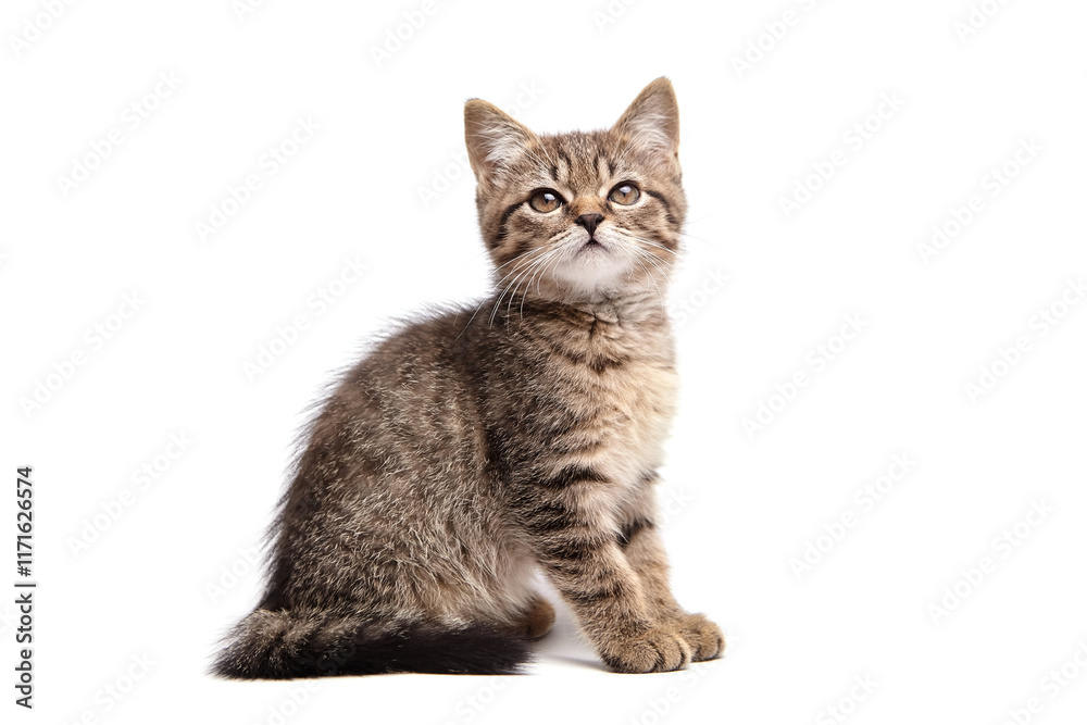 Cute tabby kitten sitting and looking up, isolated on a white background. The fluffy fur, expressive eyes, and curious expression convey innocence and playfulness Cute tabby kitten sitting and looking up, isolated on a white background. The fluffy fur, expressive eyes, and curious expression convey innocence and playfulness