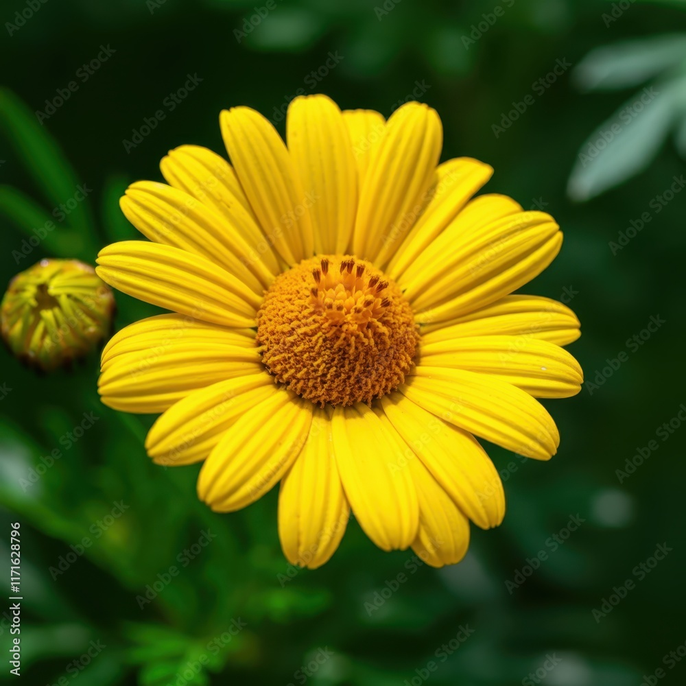 Yellow daisy flower, vibrant petals, macro photography, blurred green background, nature close-up, detailed center, sunflower-like bloom, garden flower, bright sunny day, sharp focus, botanical imager Yellow daisy flower, vibrant petals, macro photography, blurred green background, nature close-up, detailed center, sunflower-like bloom, garden flower, bright sunny day, sharp focus, botanical imager