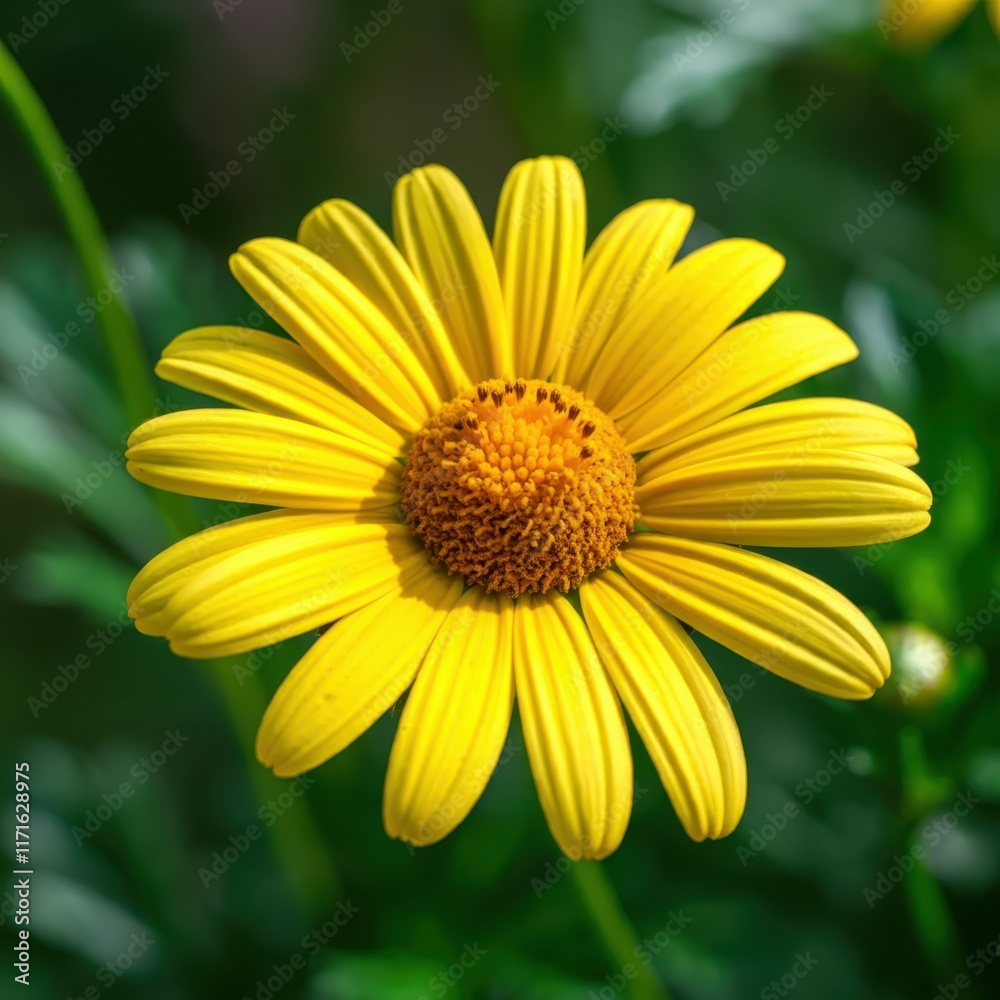 Yellow daisy flower, vibrant petals, macro photography, blurred green background, nature close-up, detailed center, sunflower-like bloom, garden flower, bright sunny day, sharp focus, botanical imager Yellow daisy flower, vibrant petals, macro photography, blurred green background, nature close-up, detailed center, sunflower-like bloom, garden flower, bright sunny day, sharp focus, botanical imager