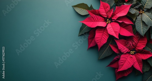 Bright red poinsettia flowers against a solid teal background for festive dec...