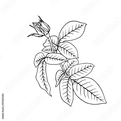 Line sketch, rose flower outline. Simple botanical elements. Vector graphics.