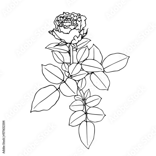 Line sketch, rose flower outline. Simple botanical elements. Vector graphics.