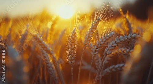 Wheat field glistening in the golden sunlight during a tranquil sunset in the...