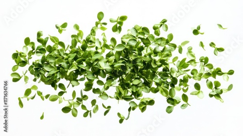 lush green boxwood leaves gracefully swirling in the air isolated against a pure white background evoking a sense of freshness and vitality