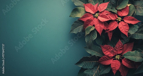 Bright red poinsettia flowers against a solid teal background for festive dec...