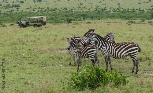 Zebras grazing in maasai mara national reserve with safari vehicle in background