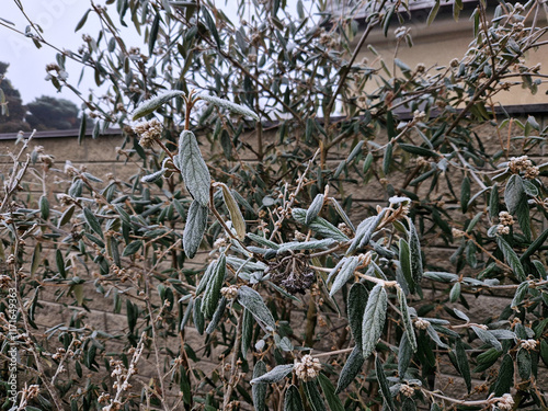 evergreen shrubs in the hedge by the house by the road. opaque tall rectangle cut trimmer. glossy green leaves on a plant that blooms white photo