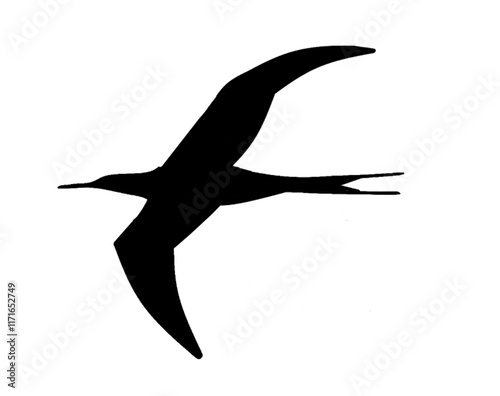 sea bird