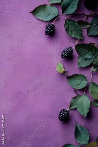 Fresh blackberries and green leaves arranged on a vibrant purple background f...