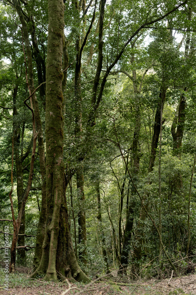 trees in the woods trees in the woods