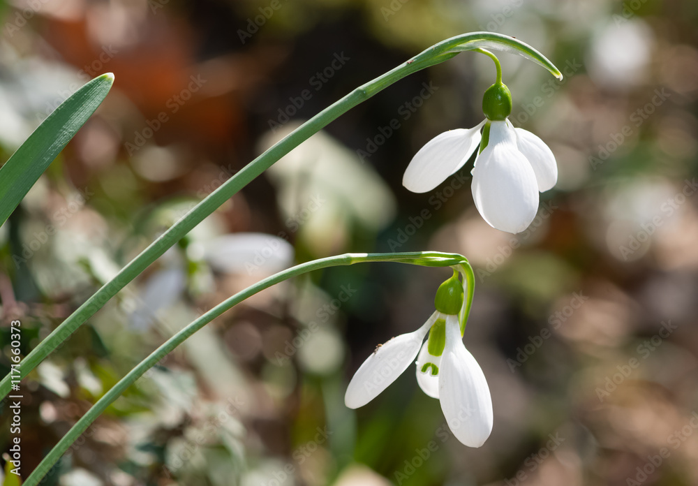 photos of white flowers, winter flowers and snowdrops photos of white flowers, winter flowers and snowdrops