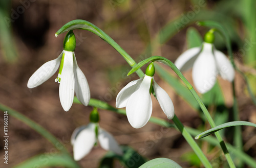 photos of white flowers, winter flowers and snowdrops photo