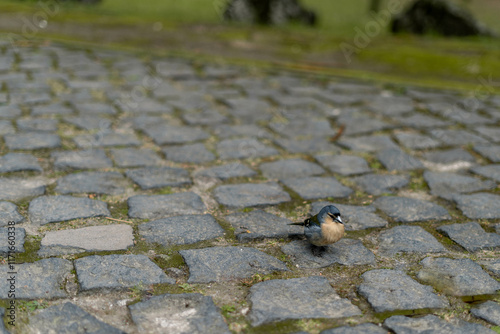 bird on the ground