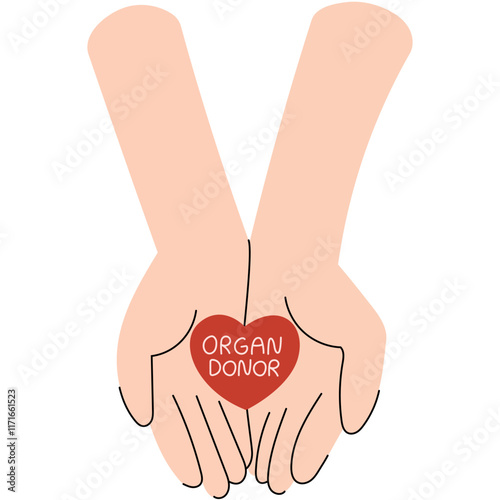 Two hands holding a heart with the inscription Organ Donor, symbolizing care and life-saving generosity.National Organ Donor day.