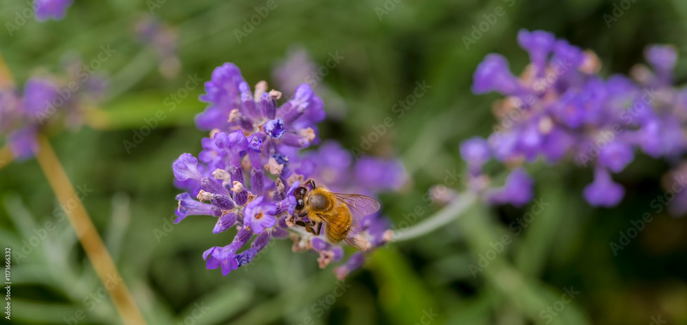 Naklejka premium Pszczoła na fioletowym kwiecie lawendy syberyjskiej (Perovskia atriplicifolia) w letnim świetle dziennym. Pszczoła zbierająca nektar z kwiatu perowskiej w ogrodzie przy domu w letni poranek.